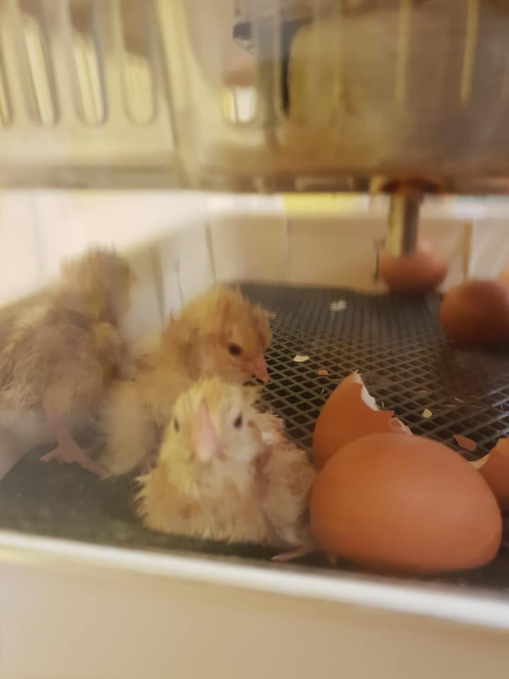 _KidsPlanet's tweet image. Just some of our new nursery arrivals in time for the #firstdayofspring 😍🐣
@eggsploring