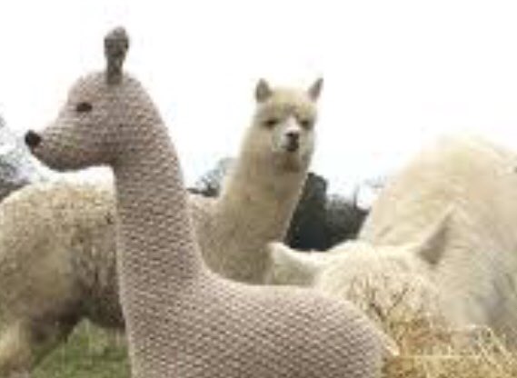  #ALECvsALPACA - Beati Bellicosi #Shadowhunters #ShadowhuntersChat Sorry for the blurry alpaca picture but I couldn’t pass up bringing knitted stuffy alpaca Isabelle back  https://twitter.com/michellemisfitx/status/1101405597696749568?s=21