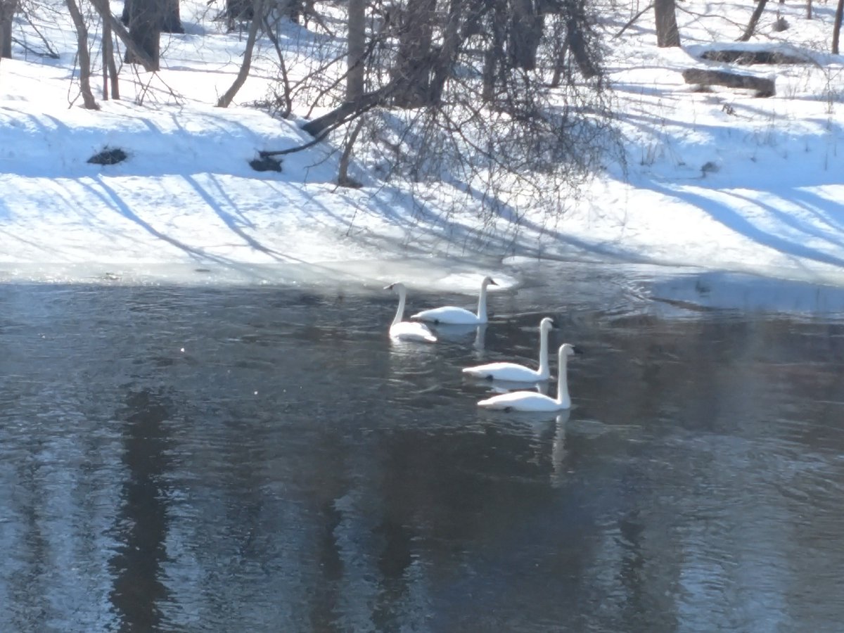 StearnsCountyMN's tweet photo. A beautiful sign of spring! Swans have migrated back and are swimming in the Sauk River at Rockville County Park. #StearnsCounty #MNparks https://t.co/qHAHqQ9ZqK