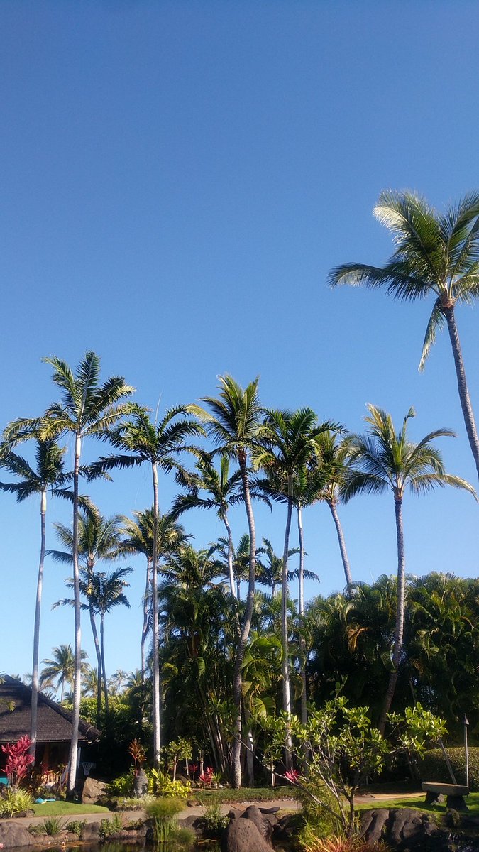 DaRealGregLopez's tweet photo. My currently 🤙
#TwitterCamera #Hawaii #Kailua #WednesdayWisdom
@Twitter https://t.co/5FAUrSzZsT