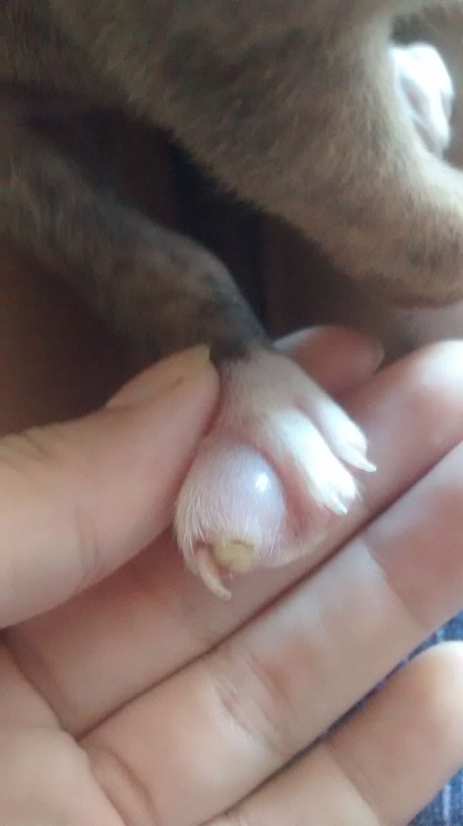 larissamodesta's tweet photo. Gente, achei um doguinho na rua. Ele é um bebê, trouxe ele dei banho, água e leite. Mas ele tá com um bicho de pé na patinha e com sarna. Consegui um remédio pra verme com minha prima. Mas precisamos do remédio pra sarna q é mais caro. Compartilhem pra nos ajudar nosso doguineo https://t.co/YsbOgWXjNE