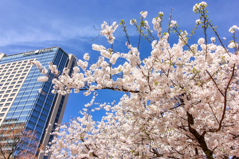 centennial_park's tweet photo. The first day of spring has finally arrived. The park is starting to flourish. 😍🌿🌺 https://t.co/73E88GP5ou