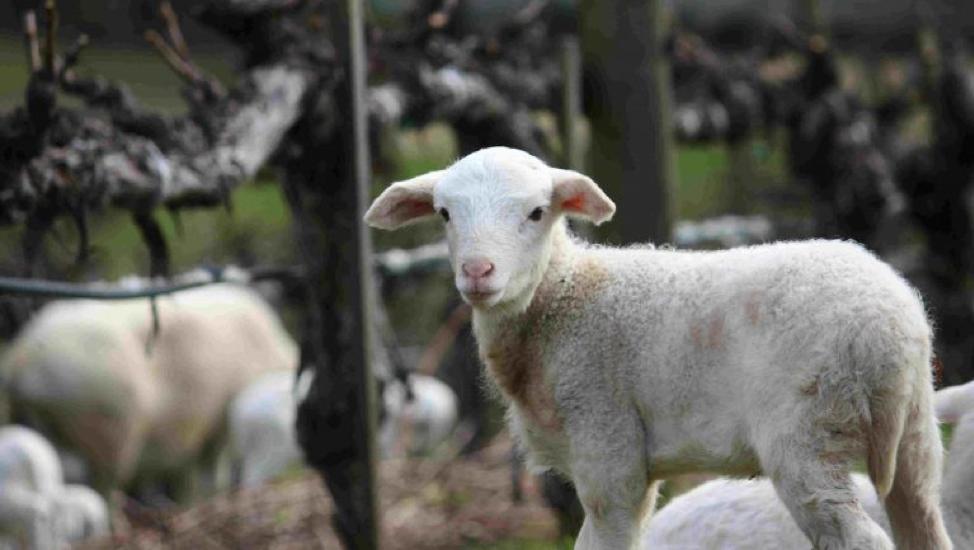 Tracing the Origin Story of Biodynamic Wine:
daily.sevenfifty.com/tracing-the-or… 

#wine #winewednesday #biodynamicwine #biodynamic

<a href="/hannahmw23/">ℍ𝕒𝕟𝕟𝕒𝕙 𝕎𝕒𝕝𝕝𝕒𝕔𝕖</a> <a href="/SevenFiftyDaily/">SevenFifty Daily</a> <a href="/DemeterUSA/">Demeter USA</a> @dpolaner <a href="/FreyWine/">Frey Organic Wine</a> <a href="/alicefeiring/">alicefeiring</a> <a href="/LouisDressner/">Louis/Dressner</a> <a href="/RareWineCo/">The Rare Wine Co.</a> <a href="/CowhornWine/">COWHORNWine</a>