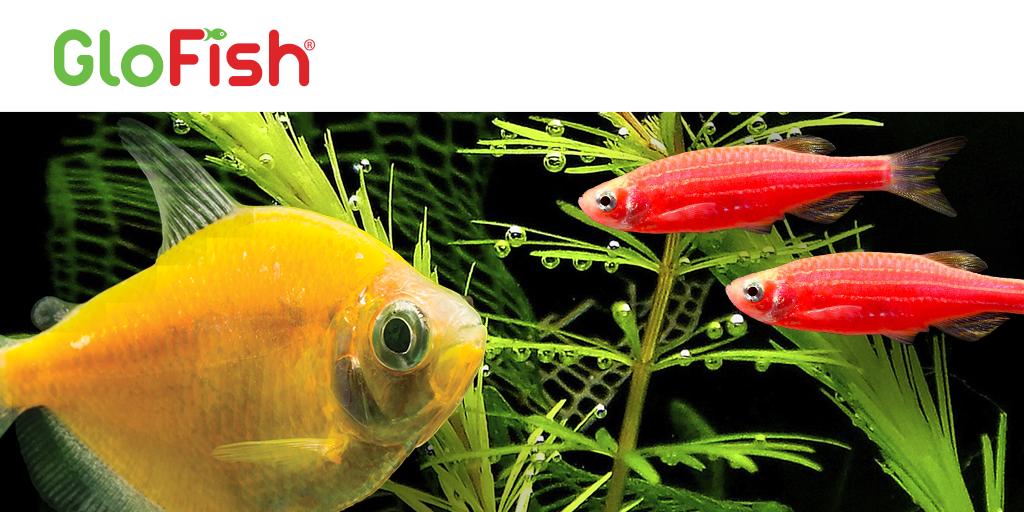 Hello Spring! Celebrate a new spring season with brilliant and vibrant GloFish® in your aquarium. What is your favorite color of #glofish?
bit.ly/2Cw6HE7 #FirstDayofSpring #spring.