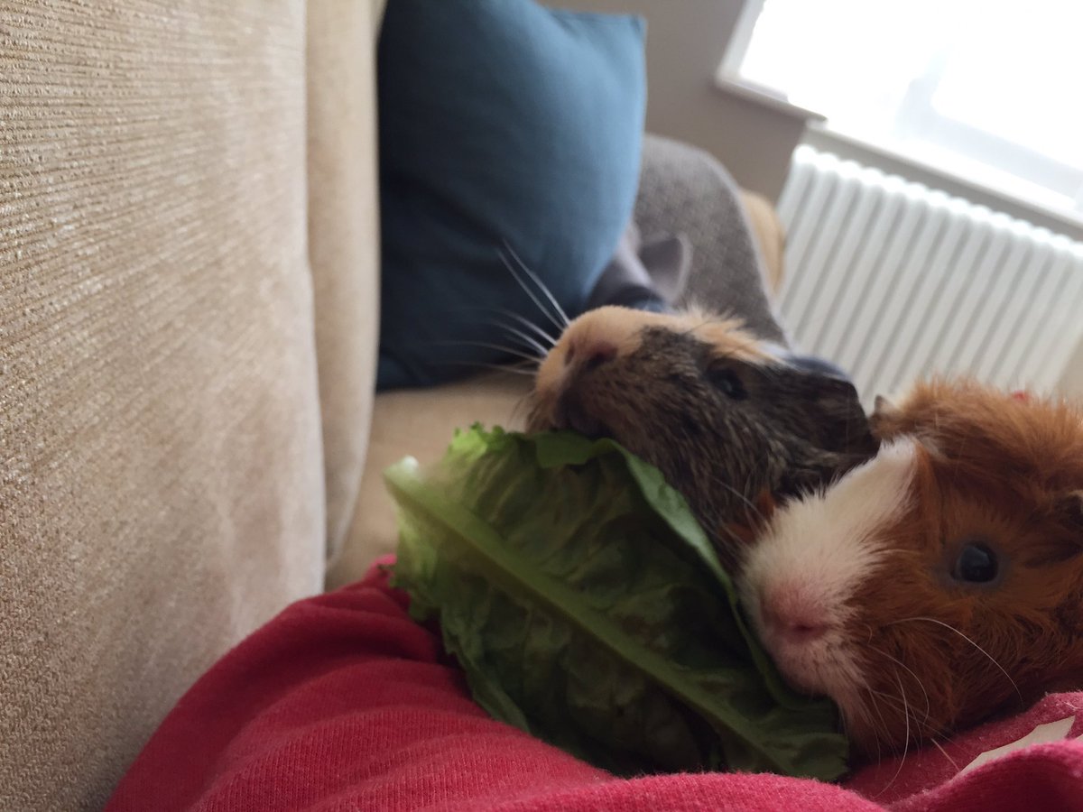 badgerbumble's tweet photo. Yes Pigmum we would like our #piggytwitter account AND also all of the lettuce please and thank you #nothardtounderstand https://t.co/fUNPQjp9MG