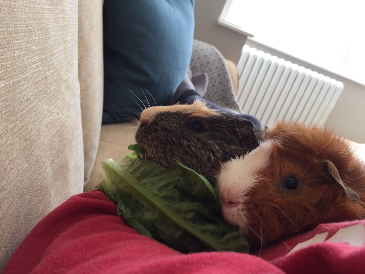 badgerbumble's tweet photo. Yes Pigmum we would like our #piggytwitter account AND also all of the lettuce please and thank you #nothardtounderstand https://t.co/fUNPQjp9MG