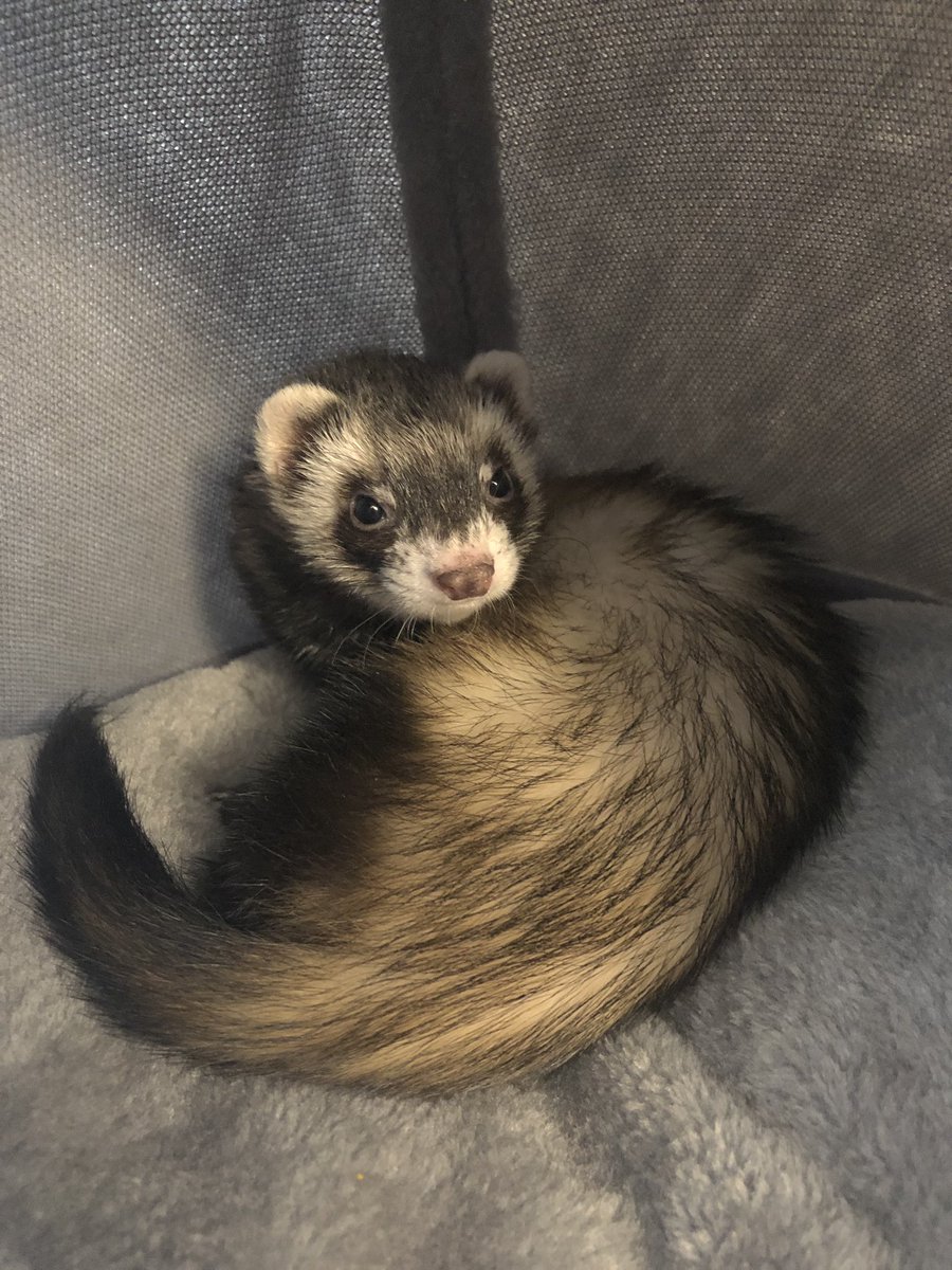 Se perdió nuestra hurona Humita en Castelar/Ituzaingó. Es hembra, no es agresiva. Estamos desesperados por encontrarla, por favor difundan, hay recompensa para el que nos la devuelva. Cualquier cosa comunicarse acá o a mi mail (está en mi perfil)