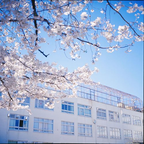reikonyan's tweet image. 明日にも東京は桜開花宣言出そうですね。
ということで？
夜中にこっそり、５年前のローライ桜を。
この前やっとスキャンしたの（笑）
まだ #KODAK #E100VS ギリギリ使用期限内だった時かな。
桜咲く前に久しぶりにギャラリー作りたいけど…
#Rolleiflex #filmphotography #film
