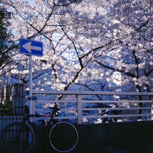 reikonyan's tweet image. 明日にも東京は桜開花宣言出そうですね。
ということで？
夜中にこっそり、５年前のローライ桜を。
この前やっとスキャンしたの（笑）
まだ #KODAK #E100VS ギリギリ使用期限内だった時かな。
桜咲く前に久しぶりにギャラリー作りたいけど…
#Rolleiflex #filmphotography #film