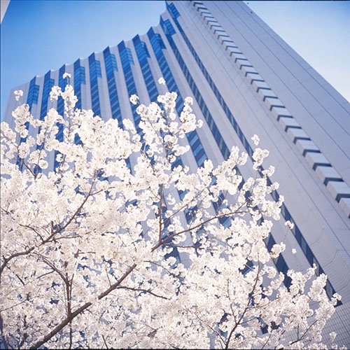 reikonyan's tweet image. 明日にも東京は桜開花宣言出そうですね。
ということで？
夜中にこっそり、５年前のローライ桜を。
この前やっとスキャンしたの（笑）
まだ #KODAK #E100VS ギリギリ使用期限内だった時かな。
桜咲く前に久しぶりにギャラリー作りたいけど…
#Rolleiflex #filmphotography #film