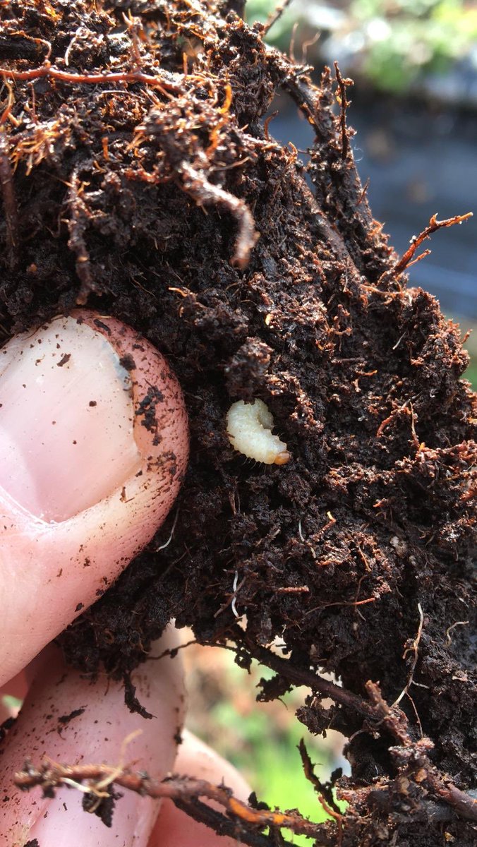 AgrovistaUK Fruit tweet media