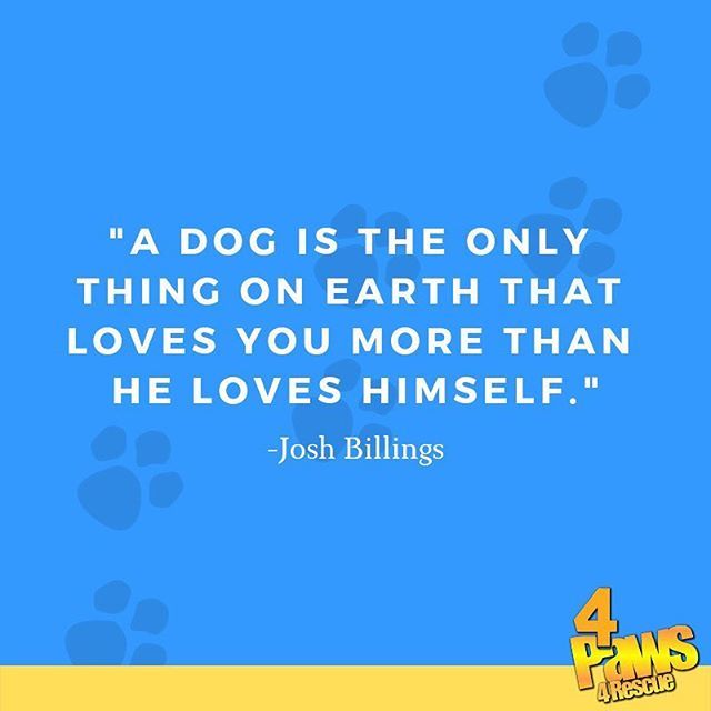 4Paws_4Rescue's tweet photo. Ain't that the truth. ⠀⠀⠀⠀⠀⠀⠀⠀⠀
#4paws4rescue #puppy #puppies #adoptme #adoptablepuppy #socute #adoptus #animalrescue #dog #dogs #rescue #adopt #adoptdontshop #stl #rescuedogsofinstagram https://t.co/ZrmCi9Q0oT https://t.co/ED56cgfkol