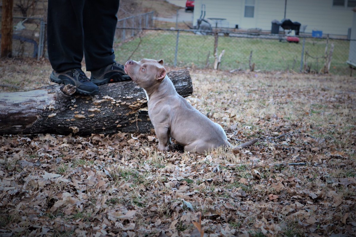 MoKennel's tweet photo. Big plans for this boy https://t.co/02PMEmT0ED