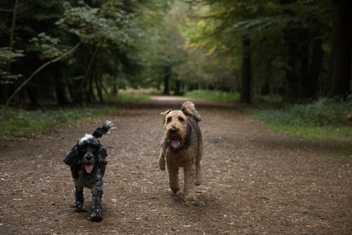 There's no reason why your four legged family member should be left at home while you head off on holiday. Make the most of the beautiful walks the New Forest countryside has to offer when you book one of our dog-friendly properties 🐶👇
newforestliving.co.uk/dog-friendly-c…