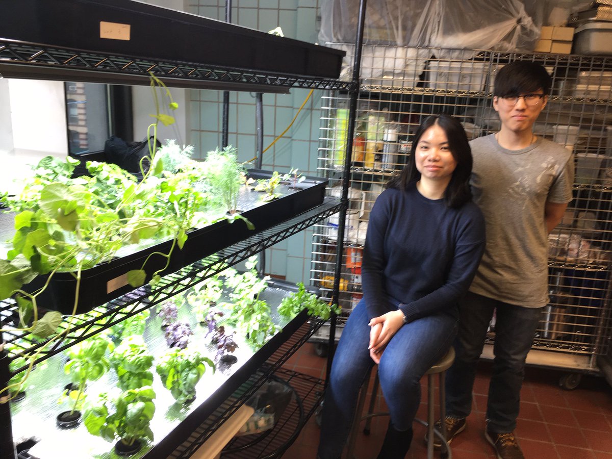 citytechcuny's tweet photo. Come visit the new hydroponic garden grown by our very own Hospitality Management students in Namm-201! Read more about how this project came about at https://t.co/nL0aEIQHfm. #Plants #Gardens #GrowYourOwnFood #DiningRoom #GivingTuesday #HMGT 🌿🥕🥗🌱 https://t.co/N4n2BN5b7U