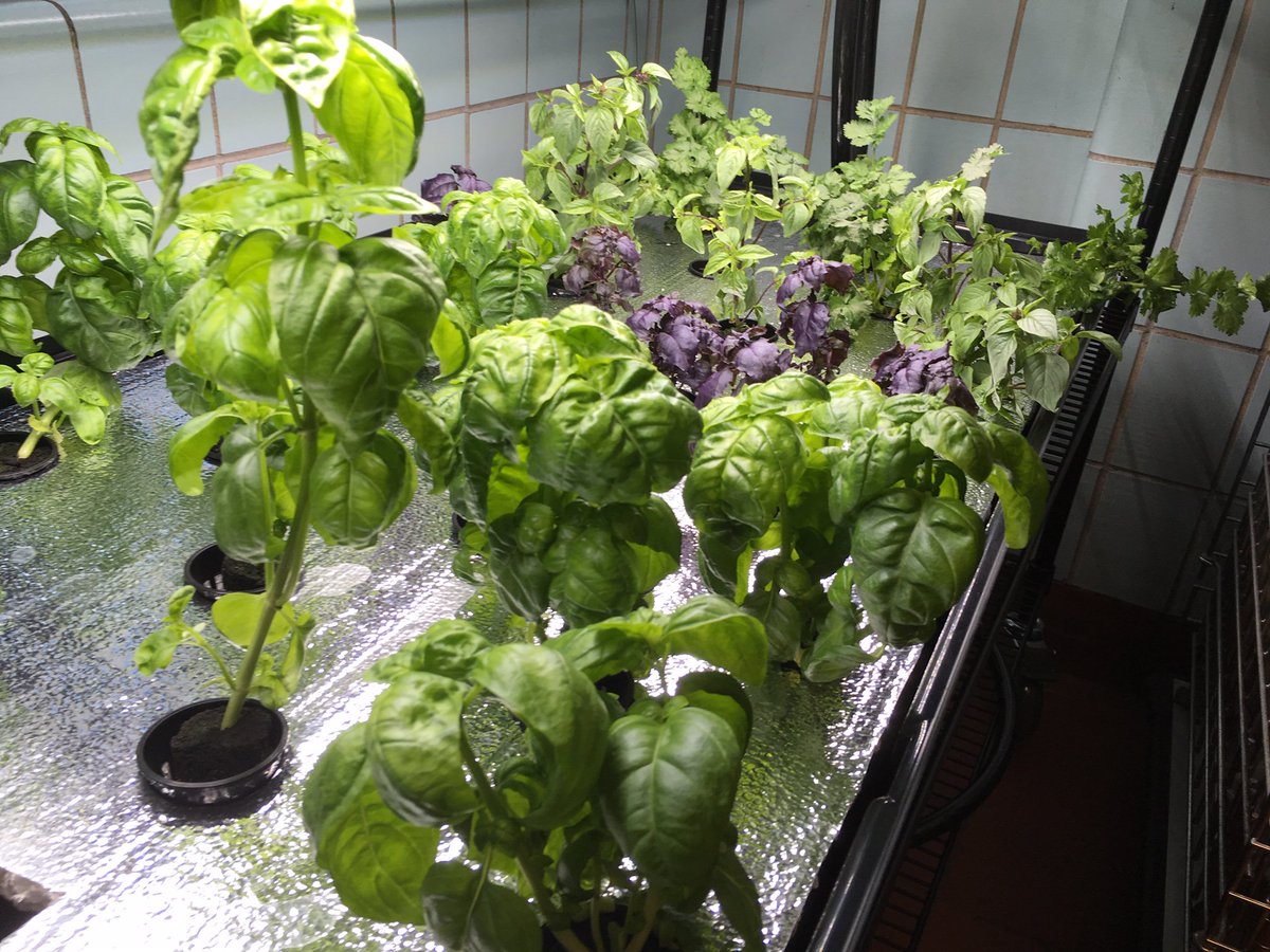 citytechcuny's tweet photo. Come visit the new hydroponic garden grown by our very own Hospitality Management students in Namm-201! Read more about how this project came about at https://t.co/nL0aEIQHfm. #Plants #Gardens #GrowYourOwnFood #DiningRoom #GivingTuesday #HMGT 🌿🥕🥗🌱 https://t.co/N4n2BN5b7U
