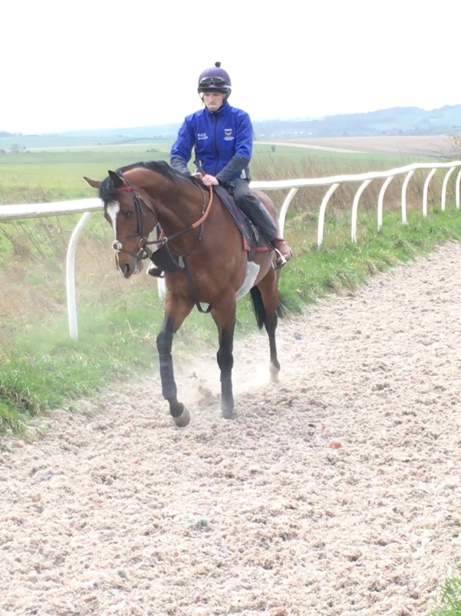 johnsonhoughton's tweet photo. Happiness is .......seeing this boy back on the gallops. #InternationalDayOfHappiness2019 #AccidentalAgent #bringontheflat #teamWoodway https://t.co/j5xy5XVpBQ