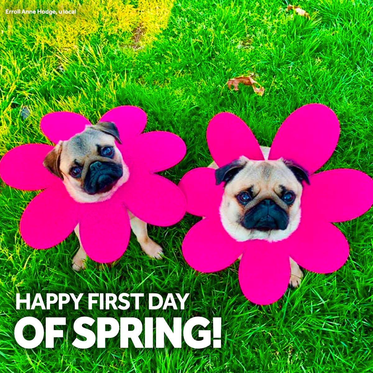 Who is more ready for spring - you or your pups?

Happy #FirstDayOfSpring #SpringEquinox 🌺🌸🌼🌷