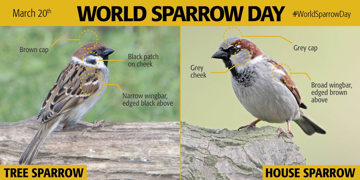 Can you tell apart your sparrows? On #WorldSparrowDay, get to know the UK species a bit better. Head over to bit.ly/SparrowID to learn how to tell apart the House and Tree Sparrow.