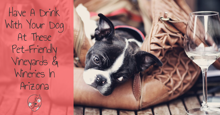 Have A Drink With Your Dog At These Pet-Friendly Vineyards &amp; Wineries In AZ
softspotapp.com/have-a-drink-w…

#dogs #pets #vets #cats #dog #cat #veterinary #petparents #petcare #petcareservices #petparent #petstyle #funnypets #petslovers #petstuff #arizonapets #petadvice #azpets