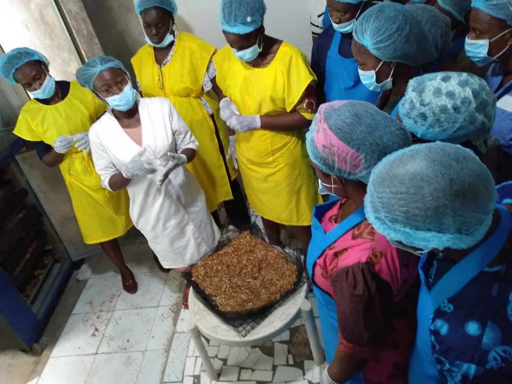 arome_alfa's tweet photo. Crayfish making process 
-sorting 
-weighing 
-oven drying 
-cleaning dirt Removal
-Drying 
-Packaging 

#ENABLETAAT18 #TAATAquaculture @IITAYOUTHAGRIP
@Taat_Africa 
@IITA_CGIAR 
@Bucheve 
@ifedayoibironke 
@AfDB_Group 
@WorldFishCenter
@olaniyiajibola7 
@PraiseIyinA https://t.co/XpGyIY5sVG