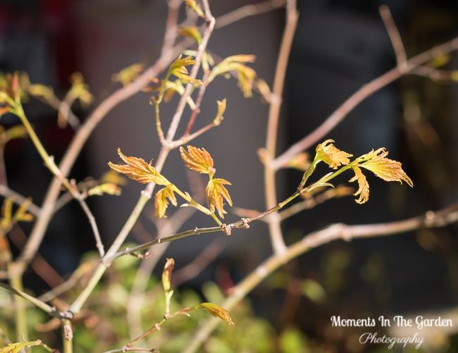 MomentsintheG's tweet photo. Felt good moving plants, shrubs and trees out of the garage; some trees already leafing out.  Still sheltering the smaller plants and shrubs in the greenhouse.  #greenhouse #leafingout #containerplants #shelteringplants #monitoringtemperatures #momentsinthegardenphotography https://t.co/zgraezVEP1
