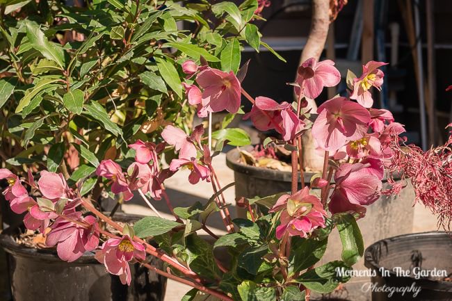 MomentsintheG's tweet photo. Felt good moving plants, shrubs and trees out of the garage; some trees already leafing out.  Still sheltering the smaller plants and shrubs in the greenhouse.  #greenhouse #leafingout #containerplants #shelteringplants #monitoringtemperatures #momentsinthegardenphotography https://t.co/zgraezVEP1