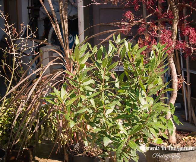 MomentsintheG's tweet photo. Felt good moving plants, shrubs and trees out of the garage; some trees already leafing out.  Still sheltering the smaller plants and shrubs in the greenhouse.  #greenhouse #leafingout #containerplants #shelteringplants #monitoringtemperatures #momentsinthegardenphotography https://t.co/zgraezVEP1