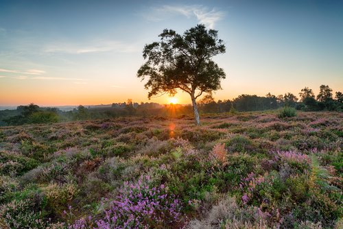 Happy #EarthHour 🌎 The guide section of our website has so many tips and tricks for enjoying the beautiful outdoors of the New Forest - check it out now 👇
newforestliving.co.uk/guides