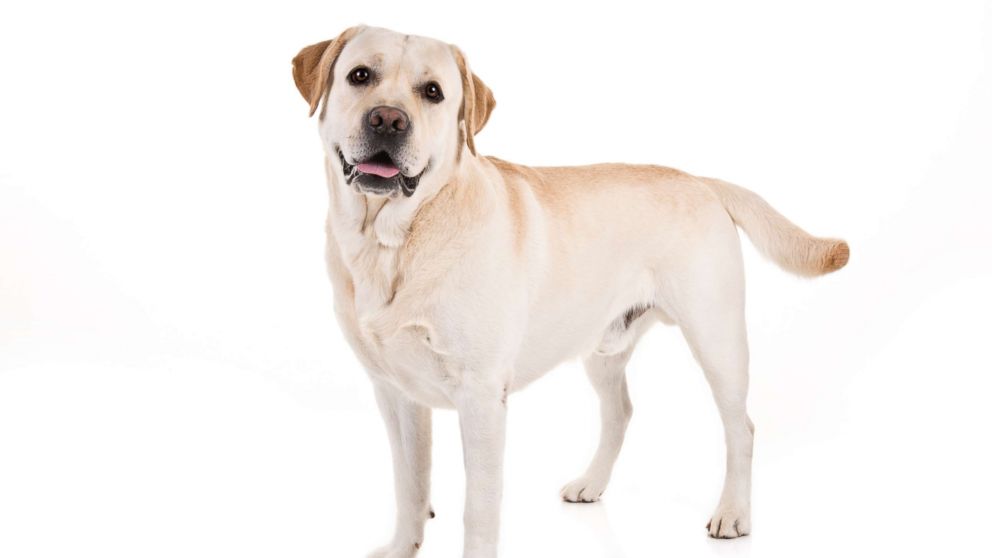 GMA's tweet photo. This breed has been the @akcdoglovers most popular dog breed for 28 years https://t.co/3D5p2jZBa1 https://t.co/IXHicw2GiS
