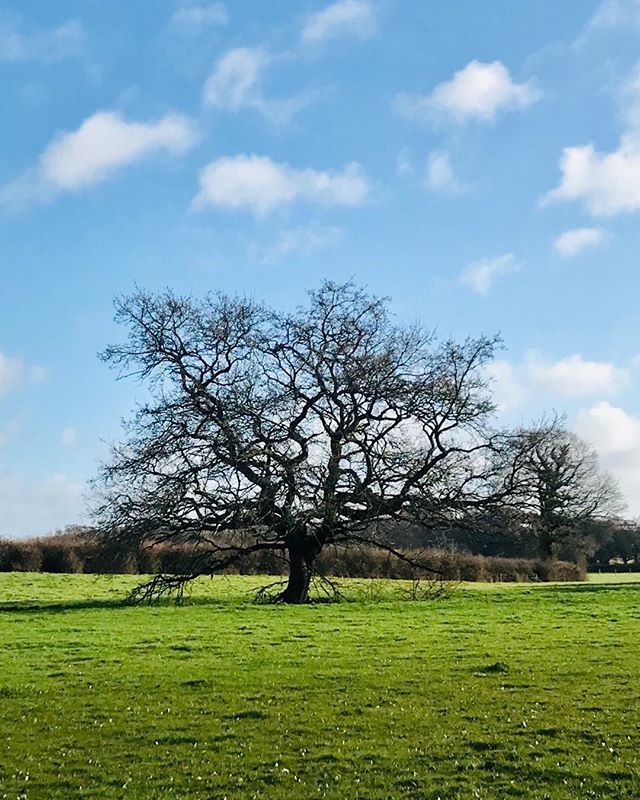 #SpringEquinox and celebrating the increased daylight minutes every day 💚
.
.
. .
.
.
#springequinox #herecomessummer #springhassprung #tasteofspring #springfever #sussex #lewes #sussexhour #socialmedia #socialmediamanager #instagramads #fbadsmanager ift.tt/2OeP5RK
