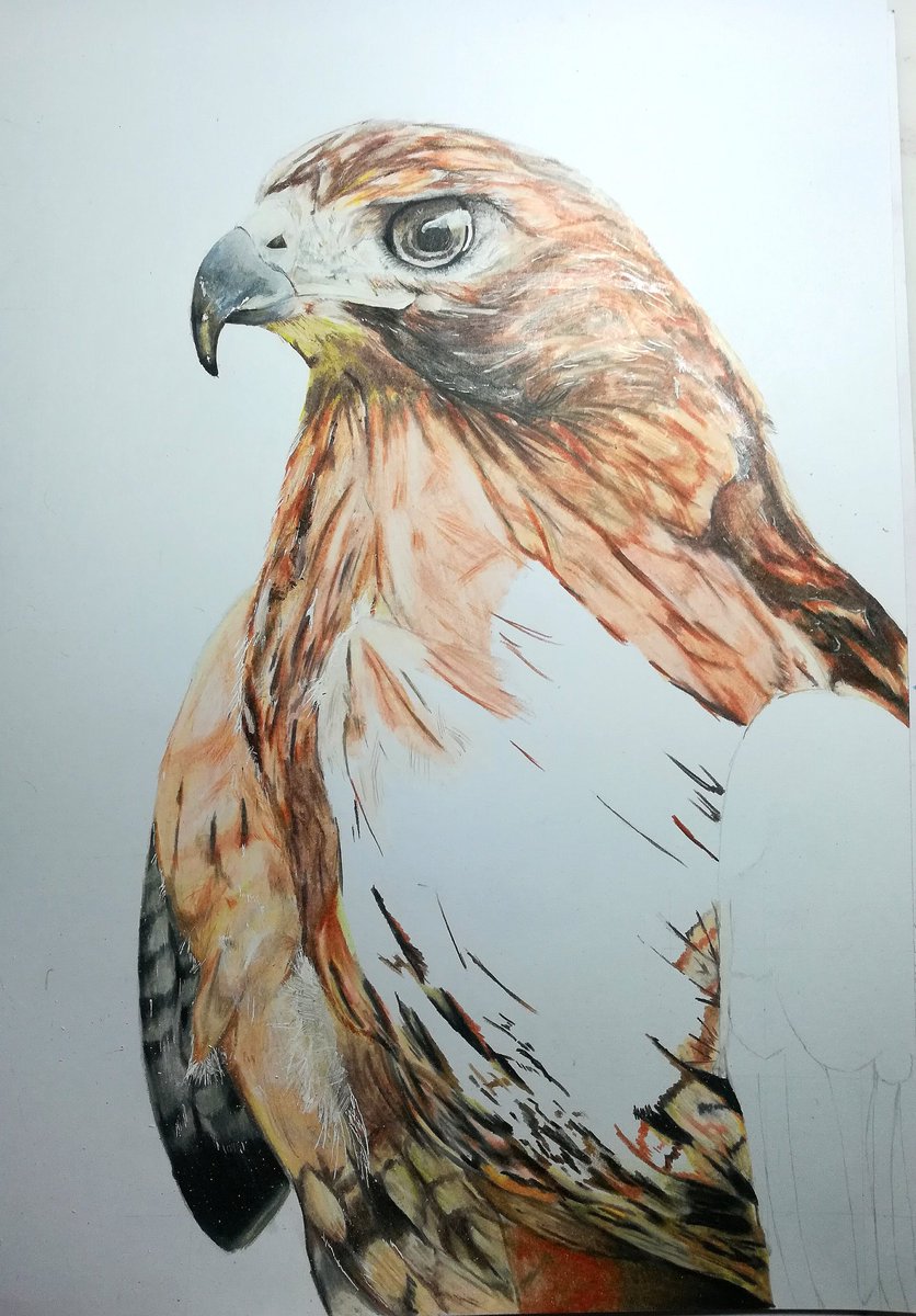 DiegoPanchez4's tweet photo. Halcón de cola roja 

Uno de mis mejores dibujos que hecho hasta el momento 😍🔥🔥🐤

#Ecuador #artist #Quito #arte #halcon #dibujo #drawing #coloring #dibujosrealistas #realism https://t.co/AHhoyIhGuH