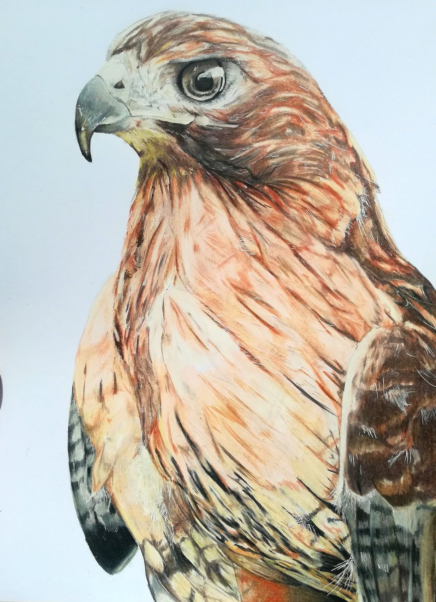 DiegoPanchez4's tweet photo. Halcón de cola roja 

Uno de mis mejores dibujos que hecho hasta el momento 😍🔥🔥🐤

#Ecuador #artist #Quito #arte #halcon #dibujo #drawing #coloring #dibujosrealistas #realism https://t.co/AHhoyIhGuH