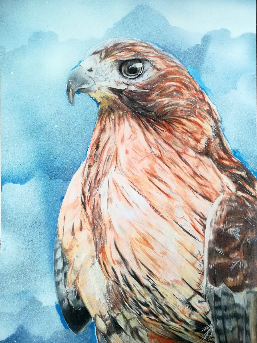 DiegoPanchez4's tweet photo. Halcón de cola roja 

Uno de mis mejores dibujos que hecho hasta el momento 😍🔥🔥🐤

#Ecuador #artist #Quito #arte #halcon #dibujo #drawing #coloring #dibujosrealistas #realism https://t.co/AHhoyIhGuH