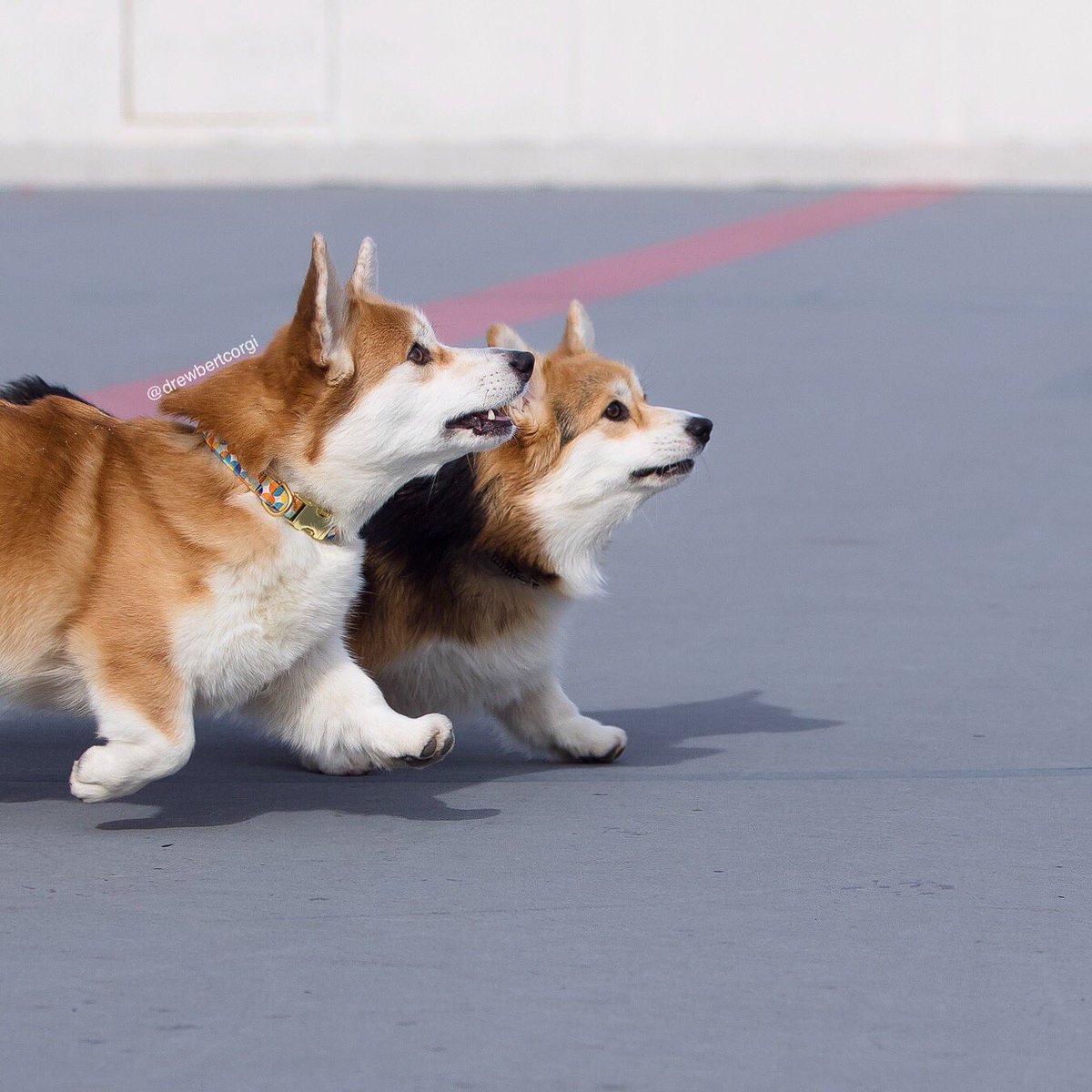 drewbertcorgi's tweet photo. We’re halfway through the week! Stay focused, Friday happy hour will be here before you know it.
#Drewbert #Focusbert #ItsMonaTime #ForHappyHour https://t.co/z1QFIVKNJX