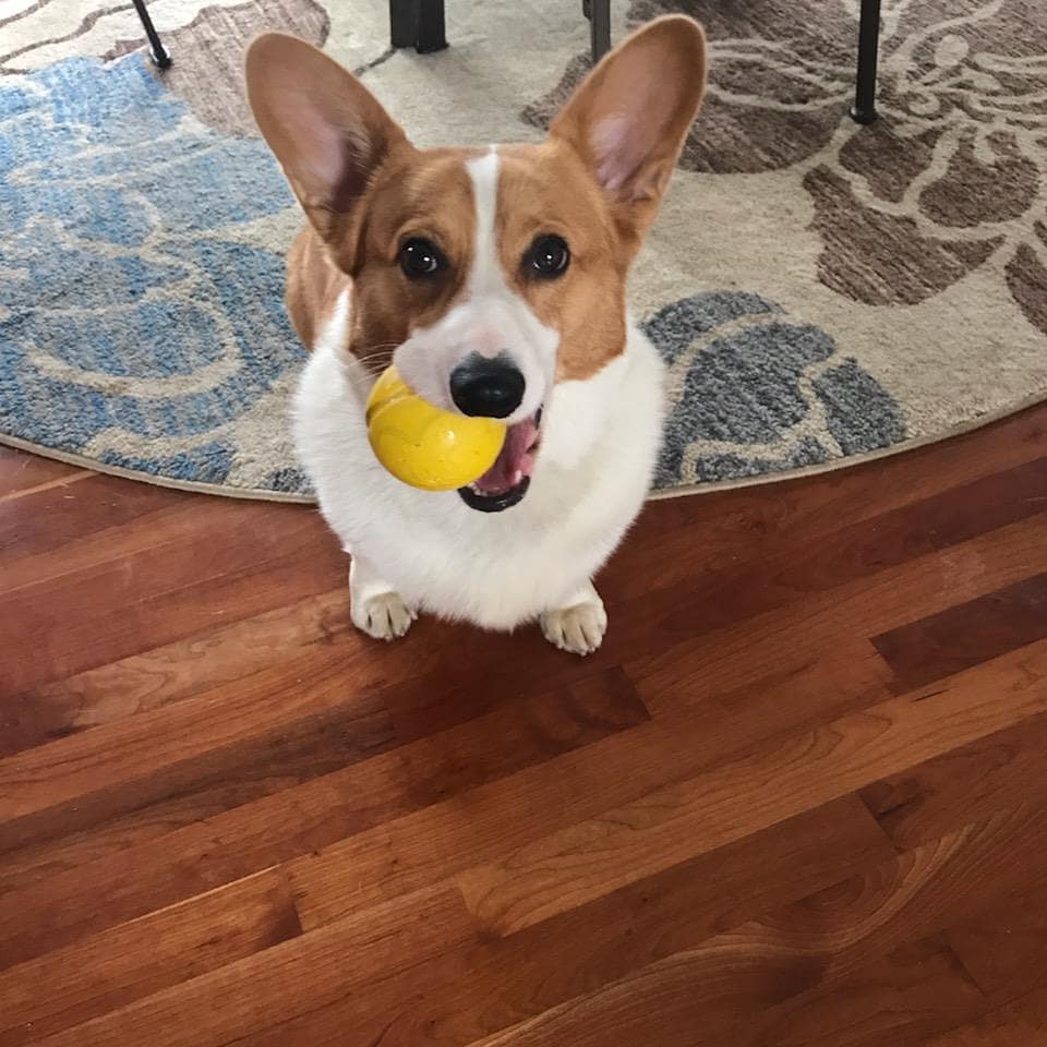 JonMeighan's tweet photo. One Leg Up dog toys are for sale at https://t.co/0E4r1BqG3D! These are safe, durable, bouncy, and they float! The unique groove around the ball allows this toy to double as a chew toy. Add peanut butter or yogurt and freeze it for a special treat
#dogtoys #madeinusa #eriepa https://t.co/02BTaVFzyY