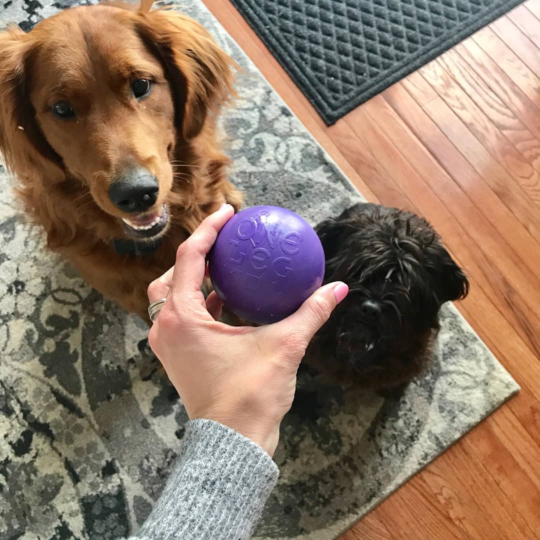 ErieRubber's tweet photo. One Leg Up dog toys are for sale at https://t.co/mJU2mcETeA! These are safe, durable, bouncy, and they float! The unique groove around the ball allows this toy to double as a chew toy. Add peanut butter or yogurt and freeze it for a special treat!
#dogtoys #madeinusa #eriepa https://t.co/TrJiTTImXV
