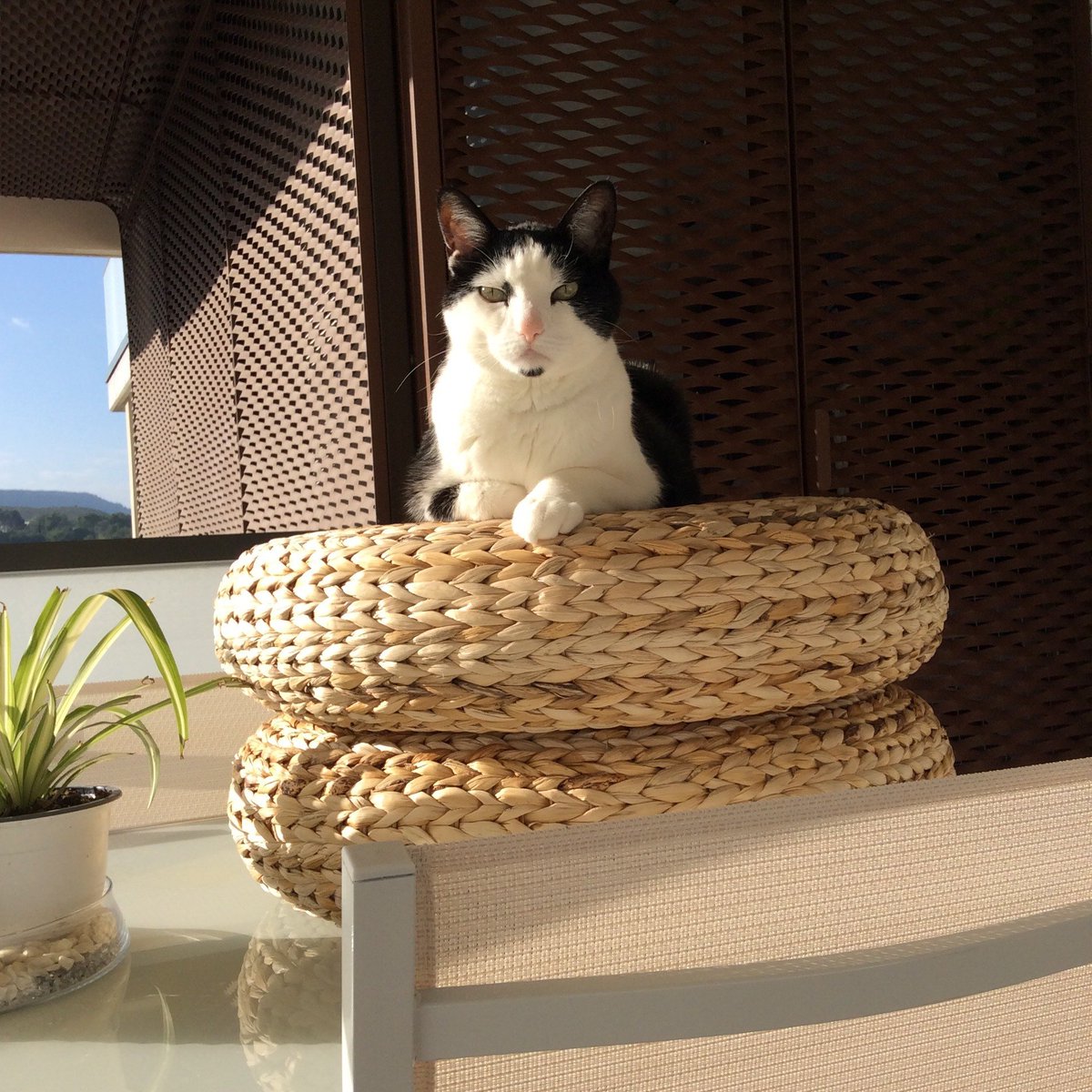 petmovers's tweet photo. Purrfect the cat had a magnificent trip to #Madrid with @lufthansa and with the help of @BethHendryba and you can tell from the look on his beautiful face! 🐱✈️#PetMovers #Travel #MovingDay https://t.co/TDE3LOc1mC