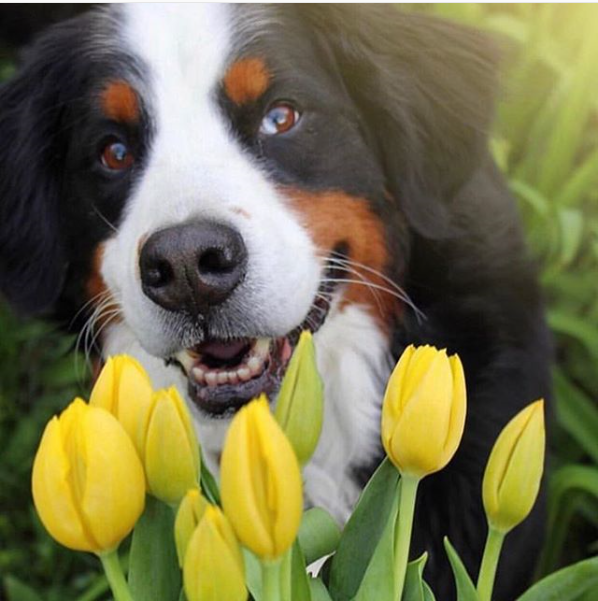 It’s the first day of Spring!🌷
Happy #firstdayofspring! 
📸: <a href="/brandyandmoose/">Brandy and Moose</a>