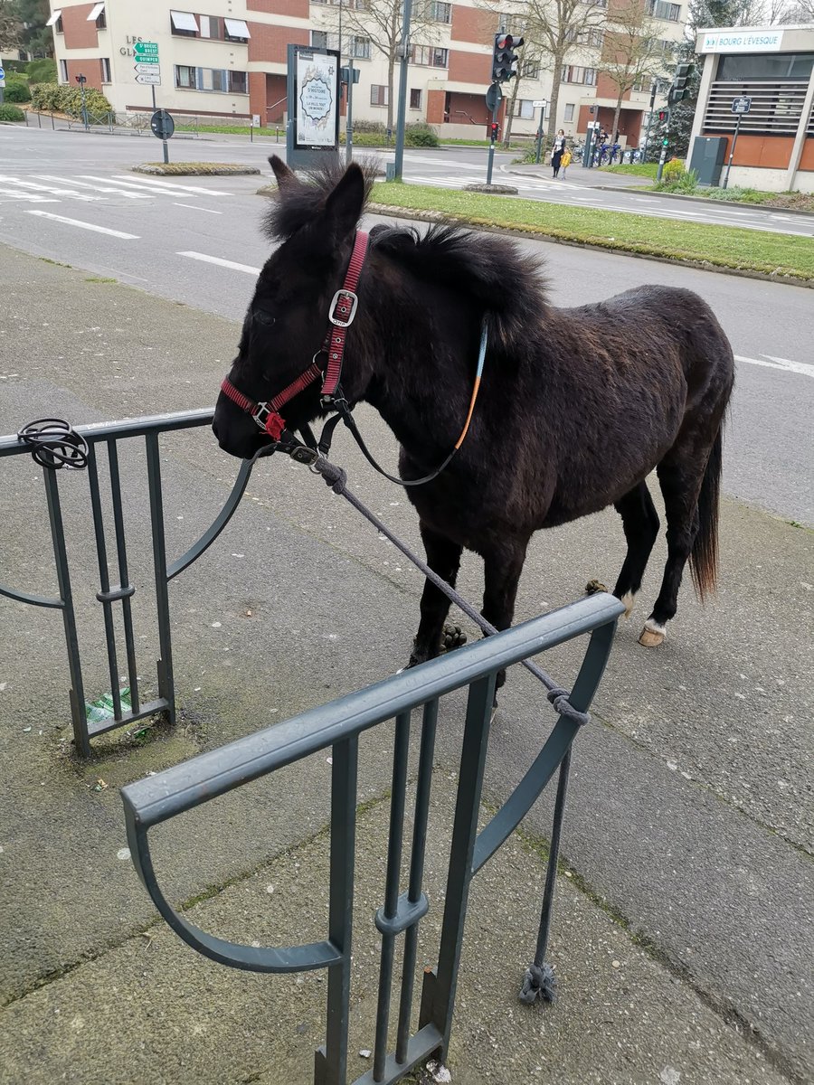 ArracheurdeDent's tweet photo. Rennes c'est vraiment une ville épatante https://t.co/MxvSkMCZeQ