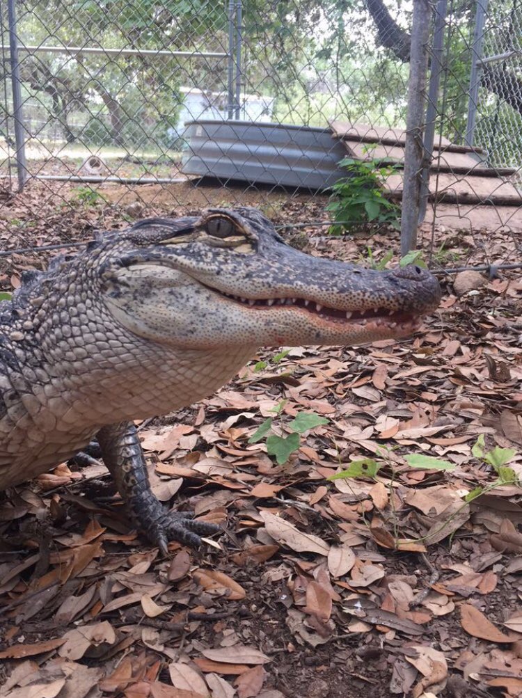 ChangeforATXZoo's tweet photo. Reminder: There are 3 crocodilians living off-exhibit in small stock tanks. This is not acceptable🐊
We believe Austin Zoo can still be the wonderful rescue facility it was meant to be with an independent board, qualified director and proper checks and balances🐾 #RescueAustinZoo https://t.co/x0UqsXRX9z
