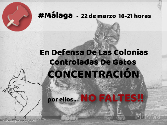 Si creéis que ESTO 😡 se puede consentir en una #colonia controlada de #CES del <a href="/malaga/">Ciudad de Málaga</a>, quedaros en casa... si no, os quiero ver el viernes en la Plaza de la Constitución #MiCiudadSusGatosNuestrosVecinosFelinos  
... por ellos 🐾💞
 facebook.com/LacoloniaWyver…