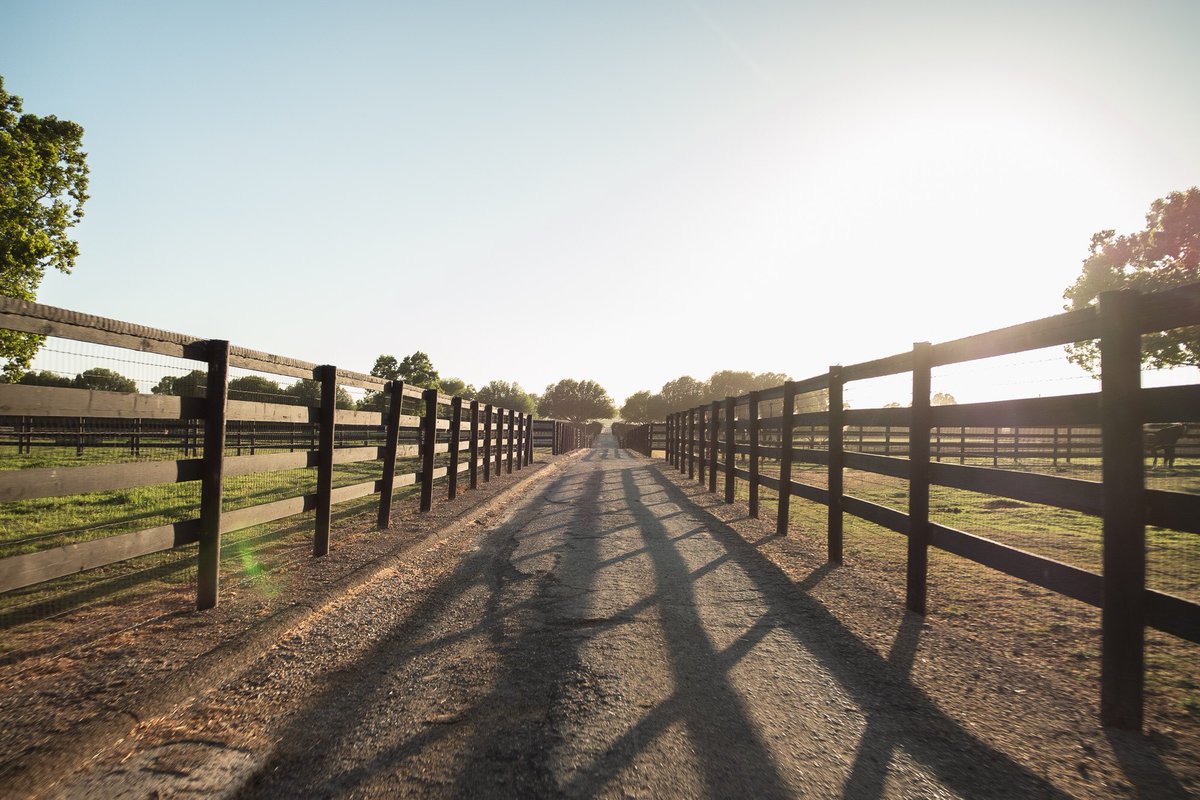 Barton Thoroughbreds tweet media
