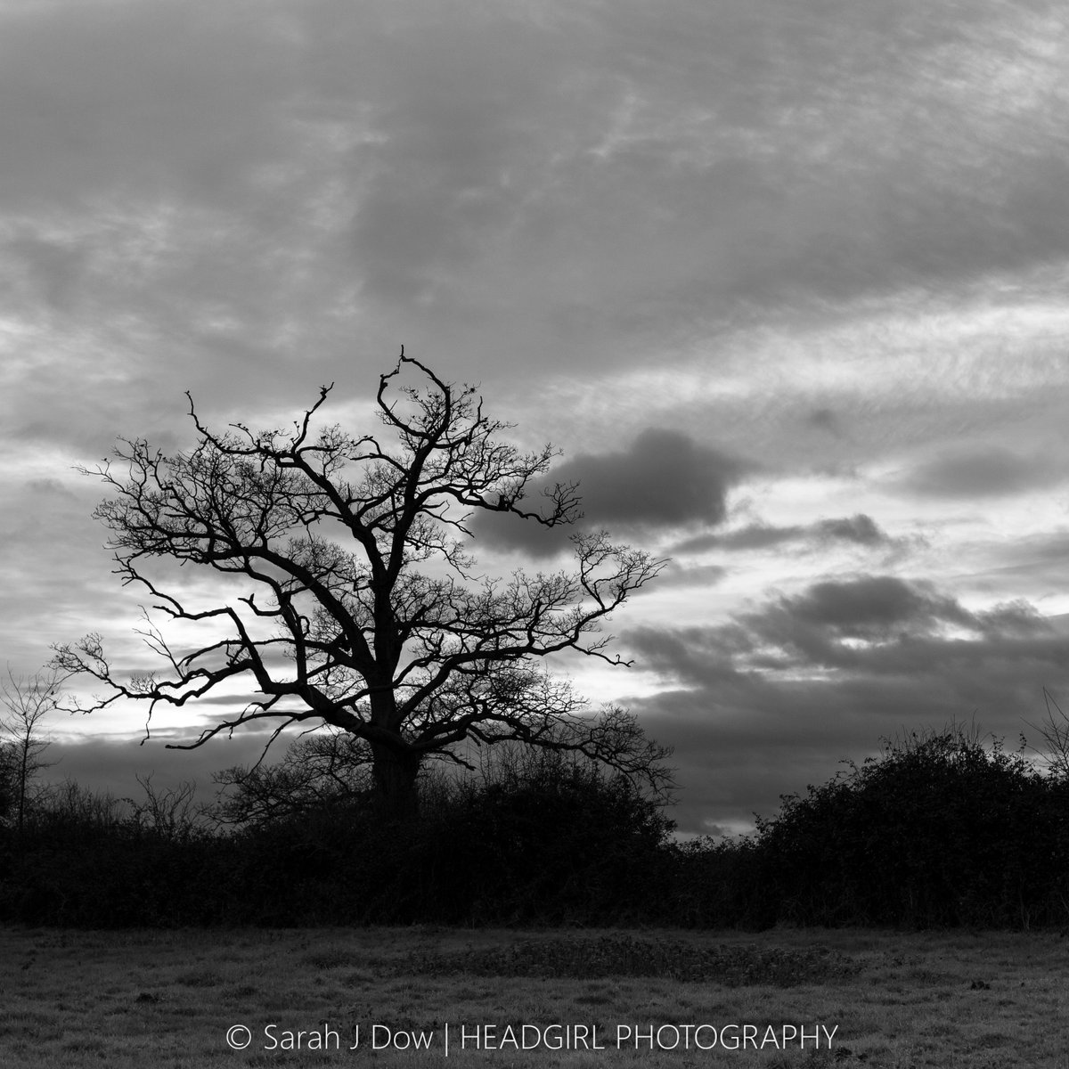 he4dgirl's tweet photo. That tree again! Practically every dog walker in the village knows exactly where it is - you gotta be footing the paths π§π£π£π£ #dusk #twilight #pathsofhome #loveoftrees #lovelivinginthecountry #keevillians #blackandwhitephotography #landscapephotography #canonphotography #5D3 https://t.co/s3b8QUiS0v