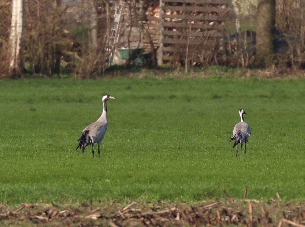 Veendi's tweet photo. #kraanvogels in #fochteloo met @birdingholland #genoten #happyvogelaar @Natuurmonument @VroegeVogels https://t.co/OrKwxbHUkN
