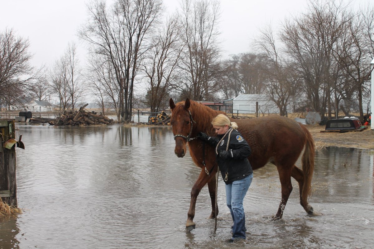 Nebraska Humane Society tweet media