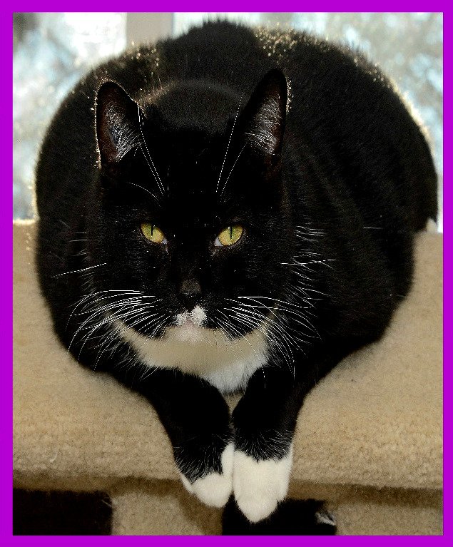 ChwkSafeHaven's tweet photo. Good Morning! #SafeHavenCats #CatOfTheWeek BG sends a #WednesdayShoutout to Amelia, Angela, Christine, Christy and Jean for the continued support with their monthly @canadahelps #Sponsorship donations. Many of our cats spend years or their lifetime in our care. #LongTimeResidents https://t.co/X9u5jLRpl6