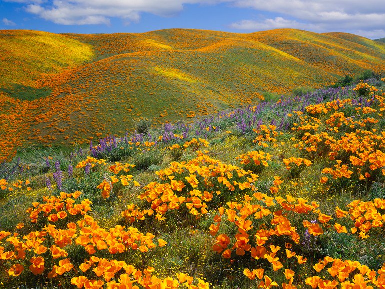 CNTraveler's tweet photo. Photos of Spring flowers around the world to help you celebrate the #FirstDayofSpring: https://t.co/NNdOoJZeBs https://t.co/2mr33gvEqr