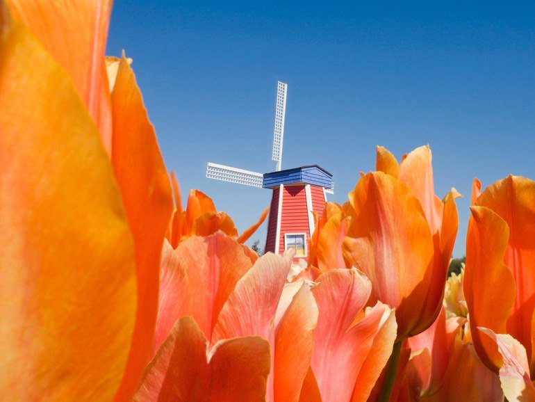CNTraveler's tweet photo. Photos of Spring flowers around the world to help you celebrate the #FirstDayofSpring: https://t.co/NNdOoJZeBs https://t.co/2mr33gvEqr