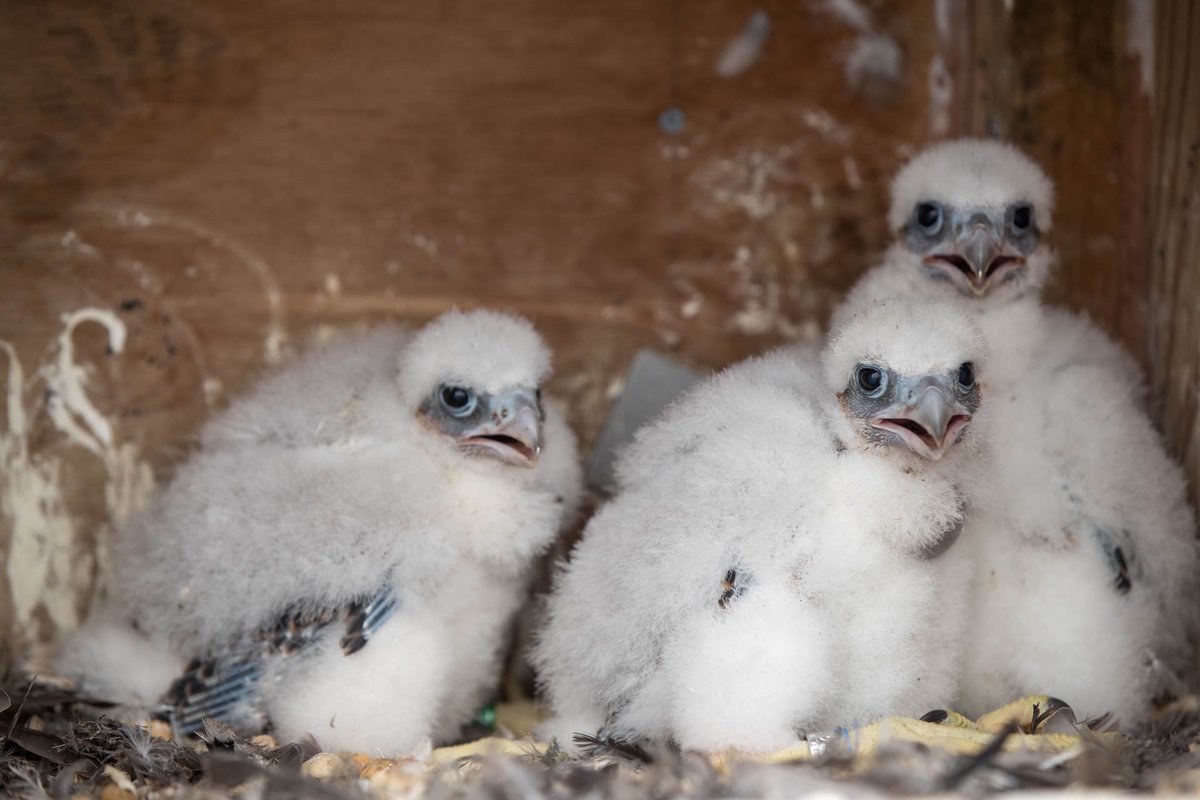 PPLElectric's tweet image. We’re officially on falcon watch – peregrine falcons, that is. Catch the live stream video of the nesting box area near the top of our HQ building in Allentown. We’re hoping a pair of peregrines return to nest as they did last year! ow.ly/Xwi730o7BND #falconwatch